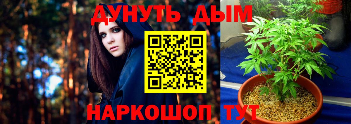 Марихуана сатива Губкин